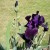 A Third Black Iris Begins To Unfold As I Snap Pictures A Third Black Iris Begins To Unfold As I Snap Pictures
