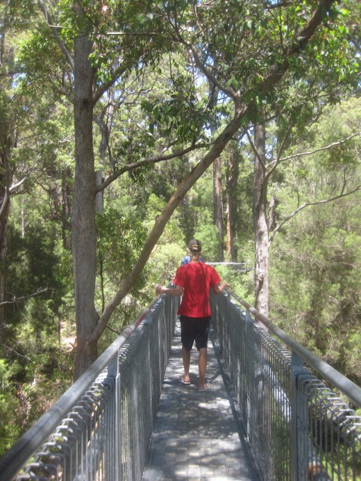 The boy entered the 'Valley of the Giants' and followed the 'Ancient Empire' boardwalk and rammed earth trail over the forest floor.