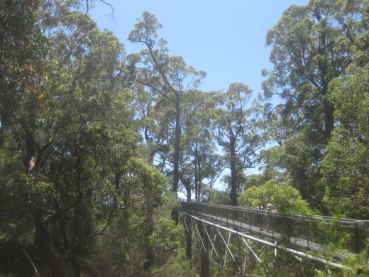 He followed his father on the 'Tree Top Walk' through the tingle forest canopy. He pointed at three rare eucalypts-the red, yellow and Rate's tingles surrounding the trail...