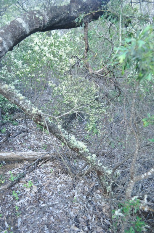 His father took his hand and led him out of the forrest to their car: "Those of us who live in the South West know that we live with the risk of fire. This was the case with the last fire in our Nannup,