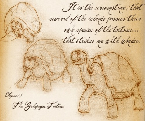 JOTTINGS OF GALAPAGOS ISLANDS