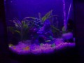 Aquarium Water Quality and Conditioning-Getting it right the first time.
