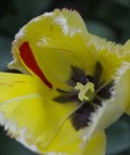 Tulips: Tips, History, and Design Ideas
