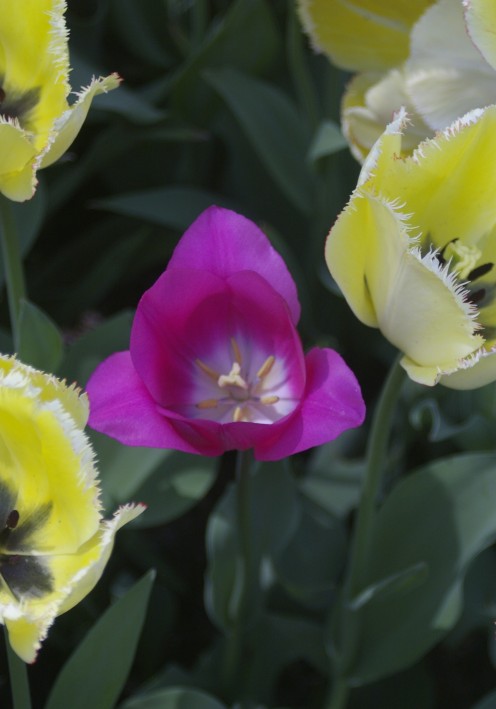 "Center of Delicacy" is a photo illustrating how very different tulip varieties are.  This deep pink one is probably a Division 6 (Lily flowered) or a Division I (Single, early), but I'm not sure!