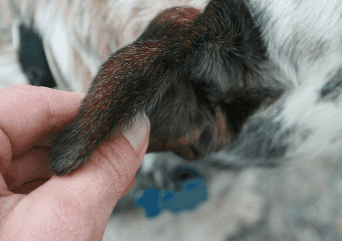 Hematoma Swollen Dog Ear Flap and How to Treat it