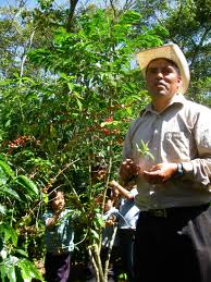 Coffee plants, also called coffee trees, can grow to be 20 feet tall (about 7 meters high)!