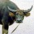 The amamayong looks a bit like a carabao The amamayong looks a bit like a carabao