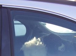 Dog left in car.