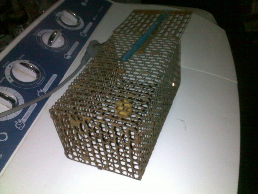 Back View of Mouse Trap