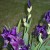 Flash On Black Iris, Late Evening Flash On Black Iris, Late Evening