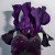 Getting More Black Iris True Color Getting More Black Iris True Color