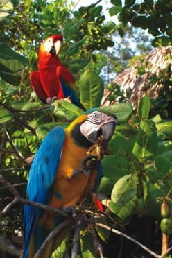 Should I buy a Macaw or Cockatoo?