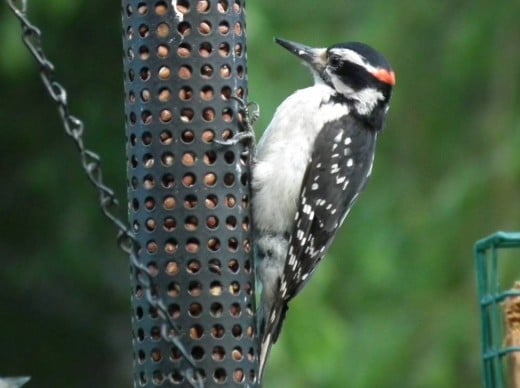 Woodpecker eating nuts