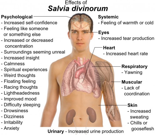 (CLICK TO ENLARGE) Medical chart showing the effects of Salvia on the mind and body.