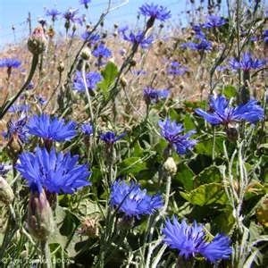 Bachelor Buttons flowers