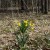 Photo 20 - It would be so odd to see these flowers blooming during such a bloody battle.  