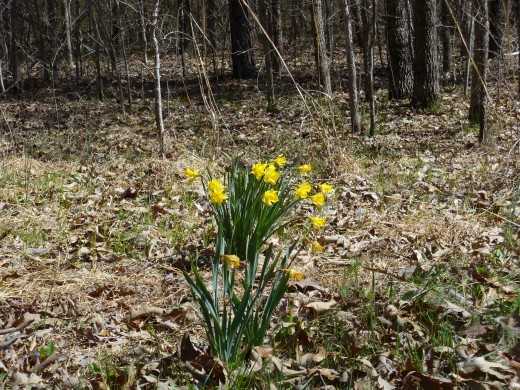 Photo 20 - It would be so odd to see these flowers blooming during such a bloody battle.  