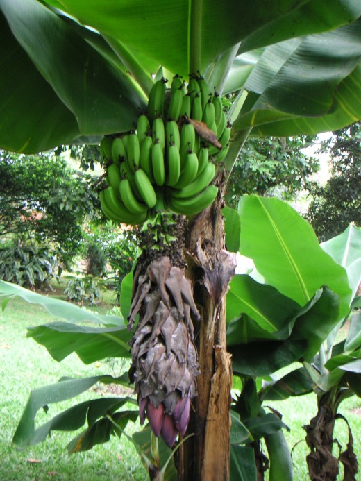 Banana tree