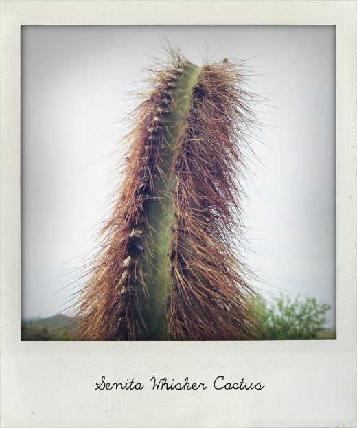 also known as "old man cactus"