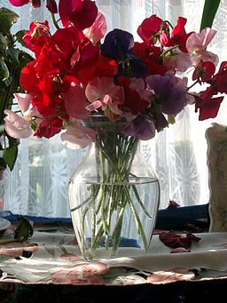 The scent of  an English summer- sweet peas in a vase