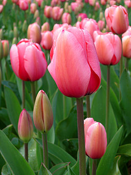 Tulips in the field; which can be cut and arranged in the home