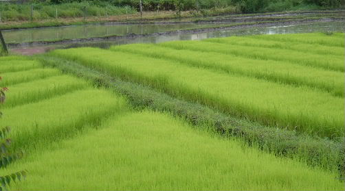 American rice growers may soon have to replace these paddies with corn or soybeans unless the international market becomes more favorable.