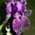 With A Bud Coming Up From Below This Black Iris Is Stunning! With A Bud Coming Up From Below This Black Iris Is Stunning!