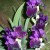 In The Calm Of The Night These Black Iris Enjoy Each Other's Company. In The Calm Of The Night These Black Iris Enjoy Each Other's Company.