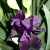 Black Iris Not Quite Fully Open. Black Iris Not Quite Fully Open.