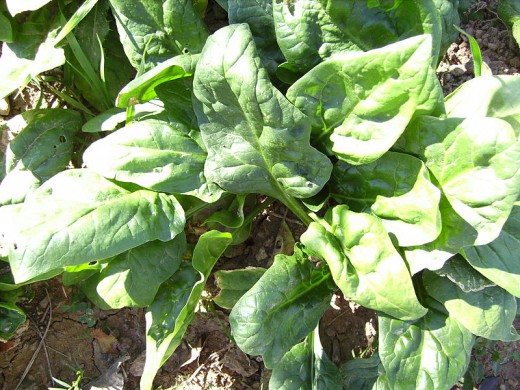 Fresh Spinach Growing