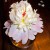 A single flower arrangement? A single flower arrangement?