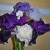 Texture and color combine to make a stunning arrangement. Texture and color combine to make a stunning arrangement.