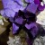 The black iris and the Russian iris are each unique. The black iris and the Russian iris are each unique.
