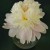 Can you guess where the peony goes? Can you guess where the peony goes?