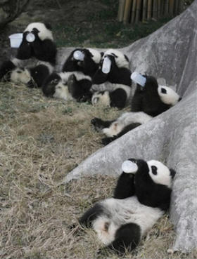 Panda cubs drinking milk