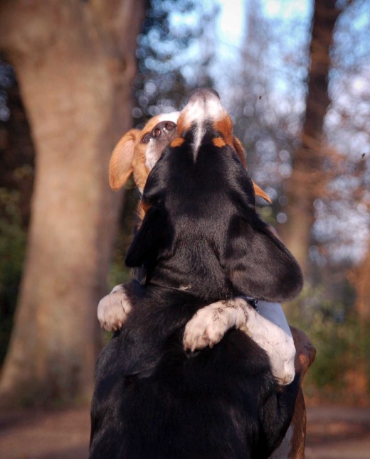Shoot from your dog's level