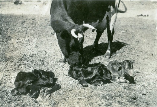 The picture below, dating from 1922, shows a cow dubbed "Dairy Maid" with her triplets.