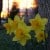 Daffodil flowers in bloom, with a sunset in the background.