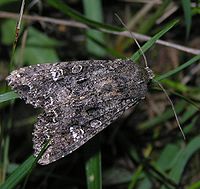 Cabbage moth