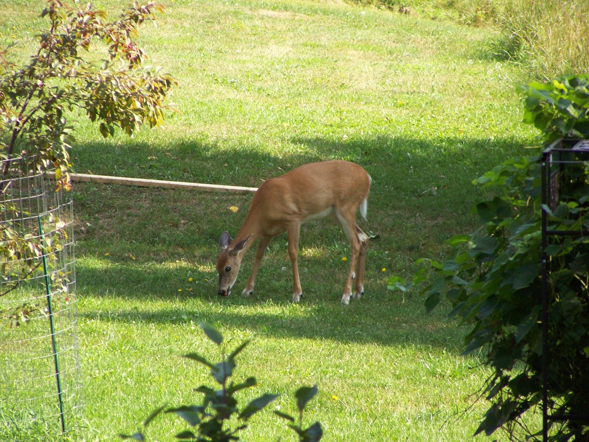 Deer Eating Grass