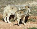 Llop, an Arctic wolf/Alaskan malamute hybrid and a female European wolf at Lobo park, Antequerra, Spain