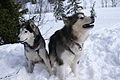 Siberian Husky Ivan and Alaskan Malamute Inu