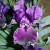 Hello To A New Flush Of Black Iris Blooms! Hello To A New Flush Of Black Iris Blooms!