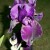 Such A Splendid Iris! Such A Splendid Iris!