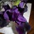 Luxury Flows From Black Iris Color And Form. Luxury Flows From Black Iris Color And Form.