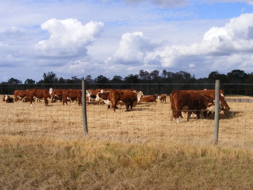 Much of the beef in the U.S. comes from Angus, Herefords, or Simmental.