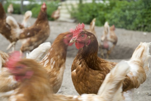 Heirloom chickens are popular for backyard flocks.