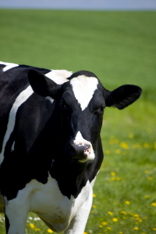 Most of our milk comes from Holstein cows.