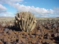 Cactus. The Edible, Medicinal, and Self Sustainable Plant.