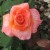 Open Rose Open Rose